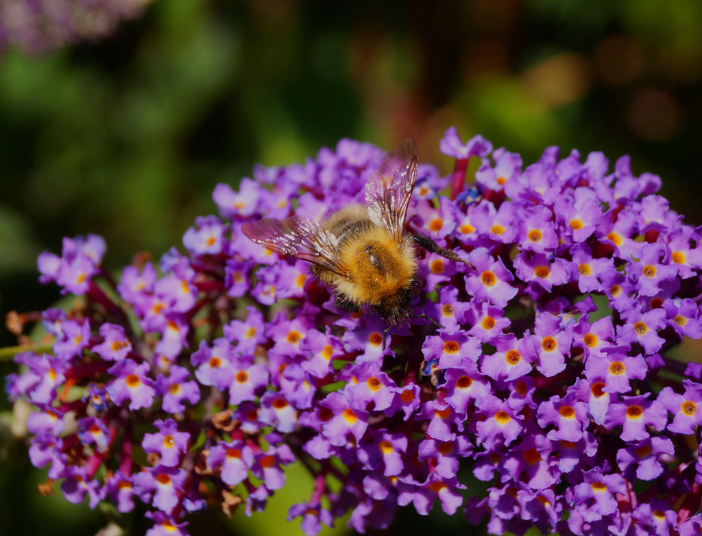 Bee on Buddleia