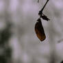 last leaf