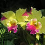 Yellow and Pink Orchid