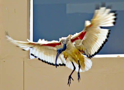 Sacred Ibis