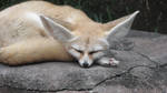 Fennec Fox I by Skyncanvas