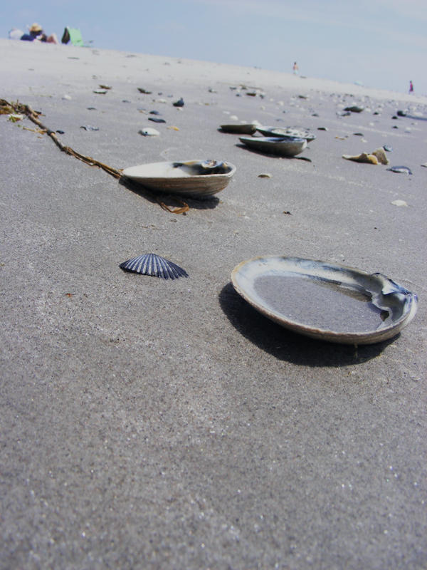 Shells by kaeluhhx on DeviantArt