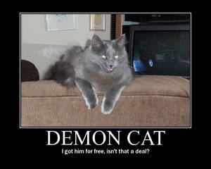 Demon cat