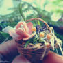 Fairy Basket - Baby Mushrooms