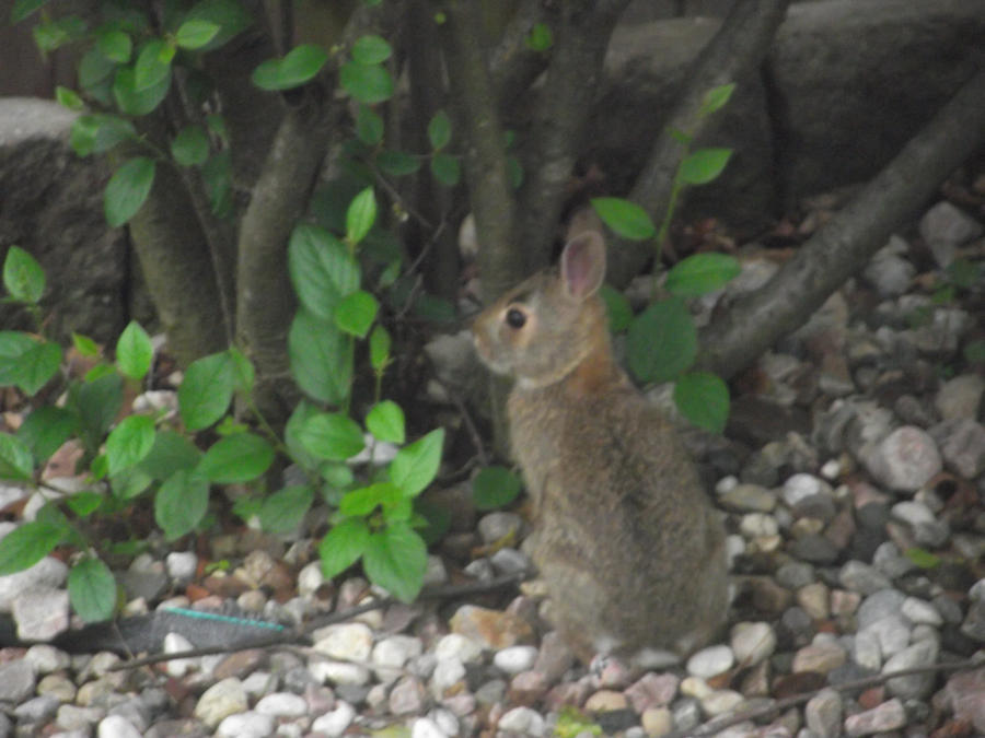 Pixies Rabbit Rabbit by Pixie-Nyxie on DeviantArt