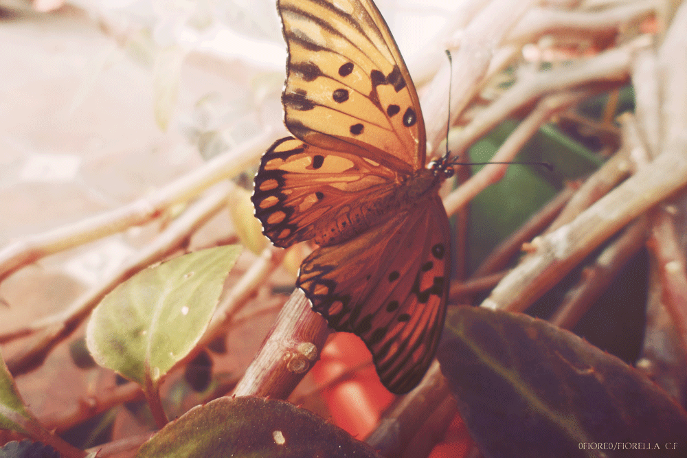 Butterfly 2