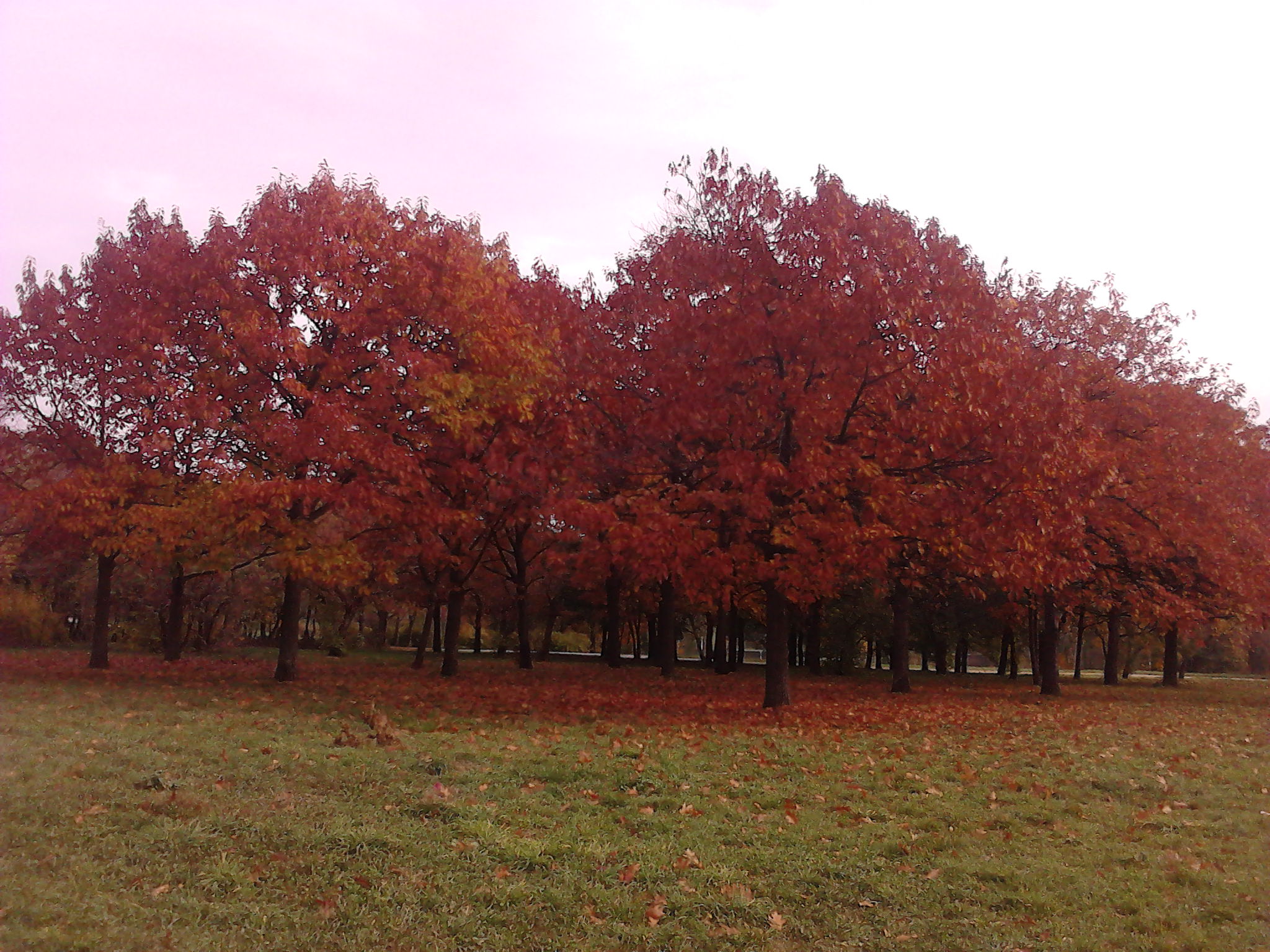 autum trees