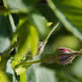 Spring bud of rose hips