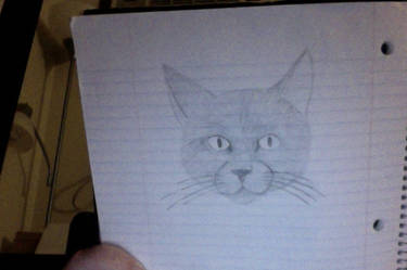 A Cat Drawing