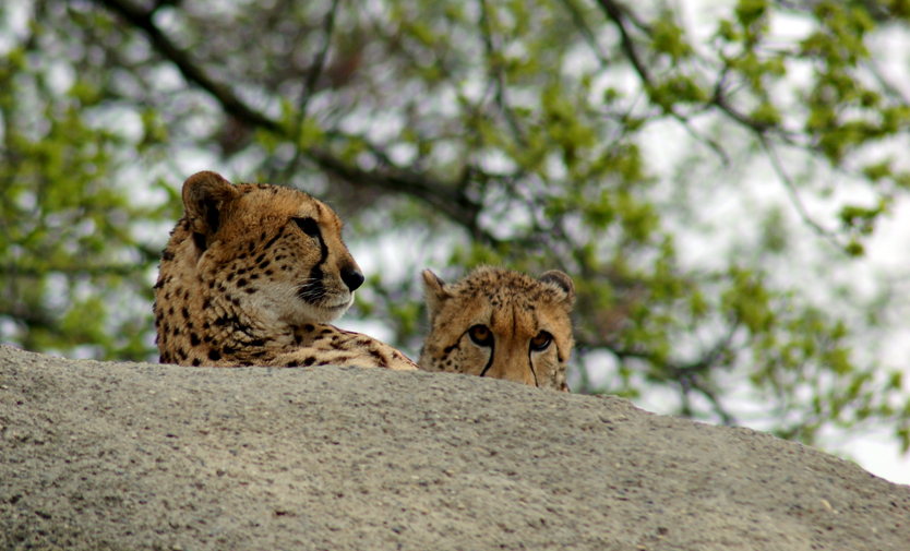 Mother and Son