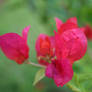 Blurry flower