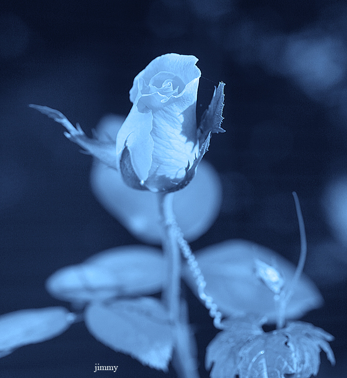 Blue rose