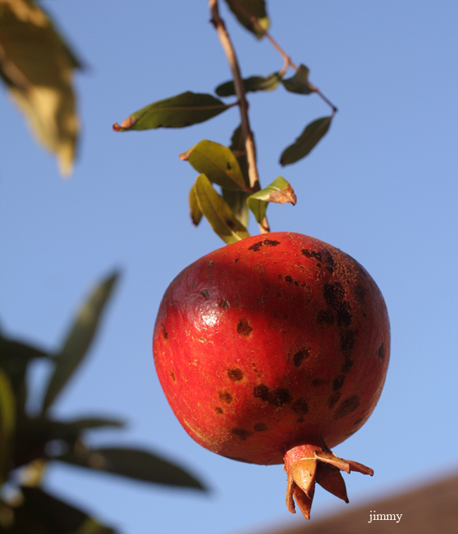 Pomegranate A