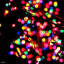 Christmas lights