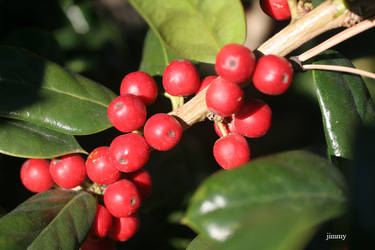 Red berries.