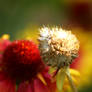 Splash of colors