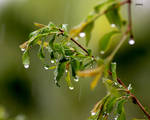 Spring Rain by jcphotos