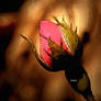 Rosebud