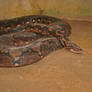 Anaconda