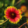 wild daisy
