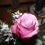 Pink Rose.