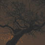 night tree