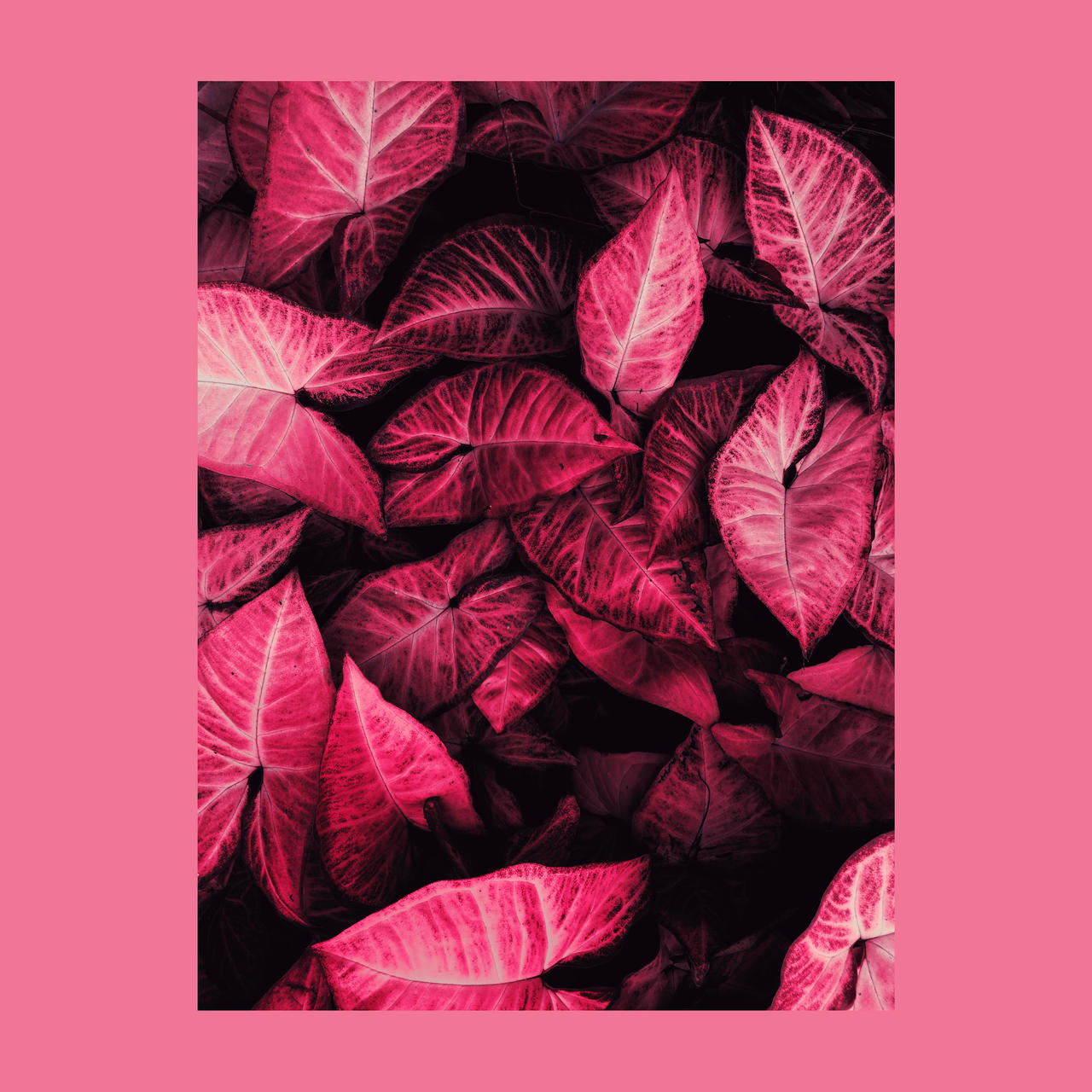 Pink Deviantart Pink by DivineLeaders on DeviantArt