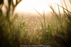 Rolling in the Wet Grass