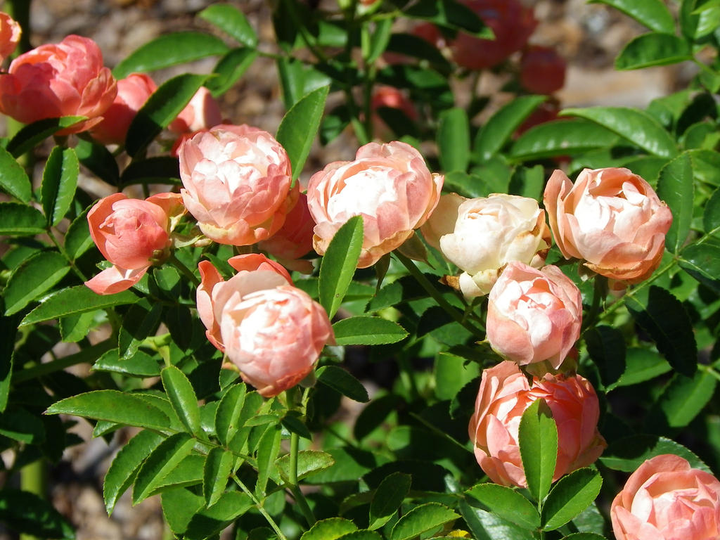 Opene Roses open roses 1 by katsuyomonster on DeviantArt