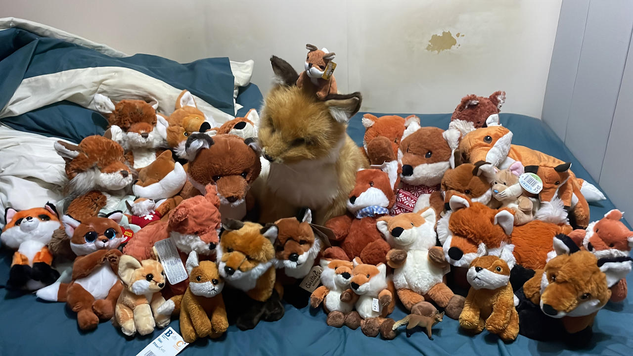 More foxes at Christmas