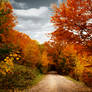 road of leaves