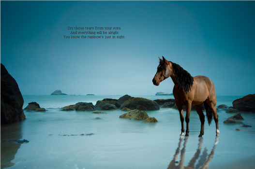 Horse ocean reflection