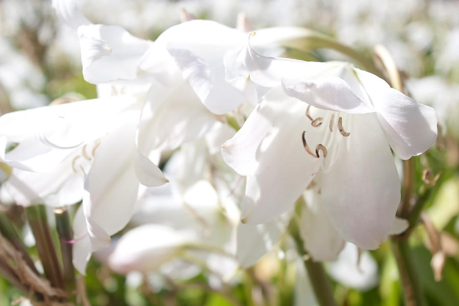 Mafra Flowers 009