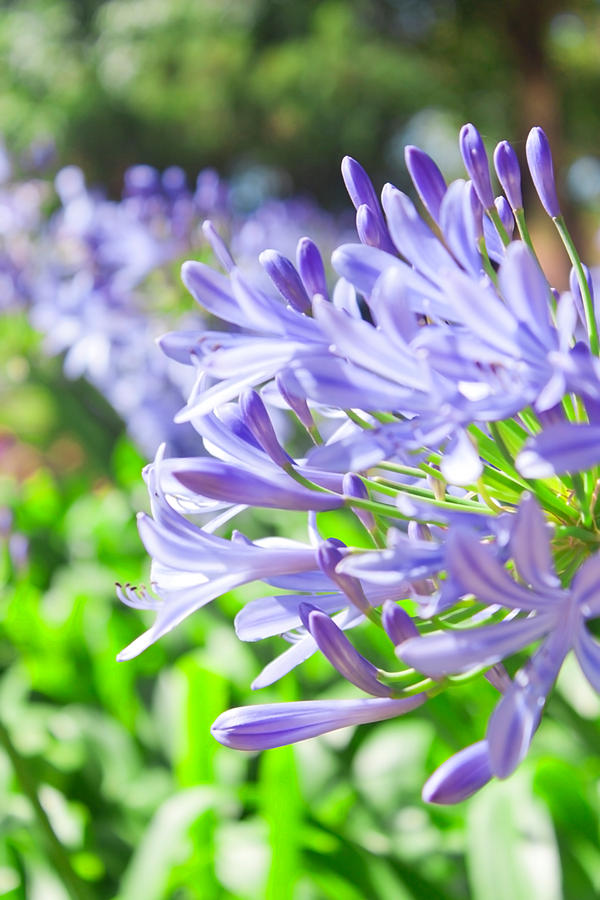 Mafra Flowers 017