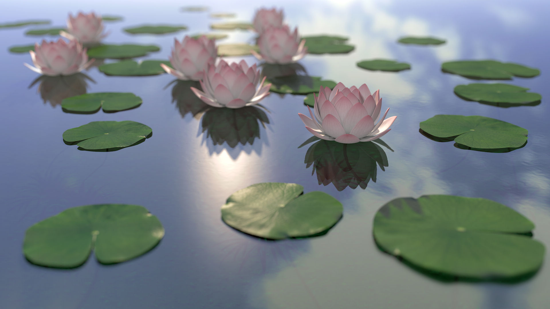 Lotus Flowers