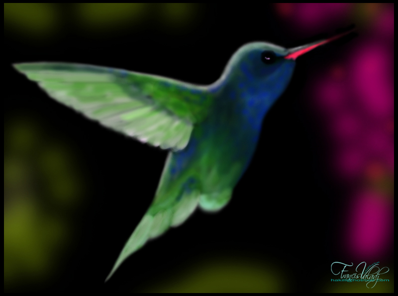 Hummingbird