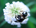 Flower and Bee by Miah-Kat