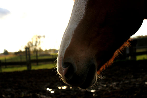 sundown horse.