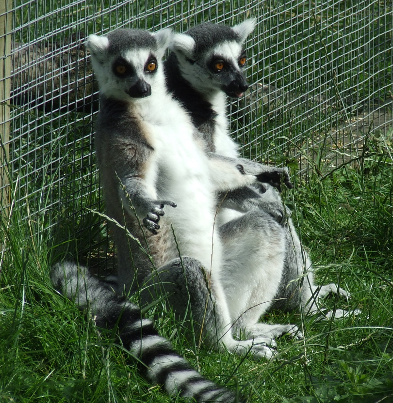 The Lemur Brothers again X-D