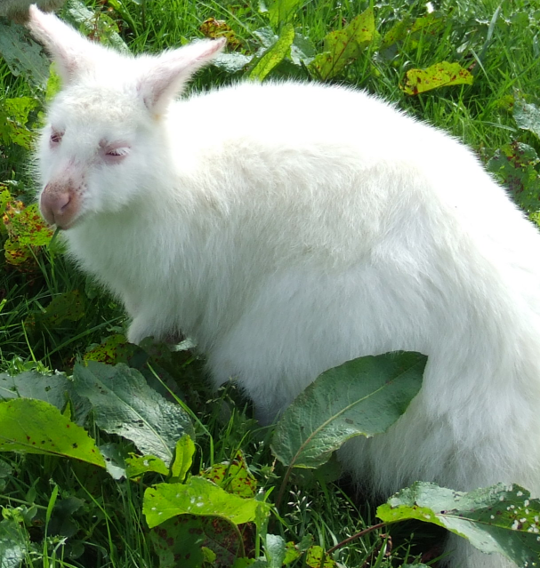 White Wallaby