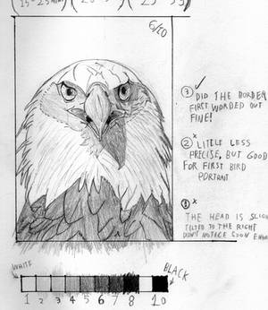 Animal Portraits - EAGLE!! 5