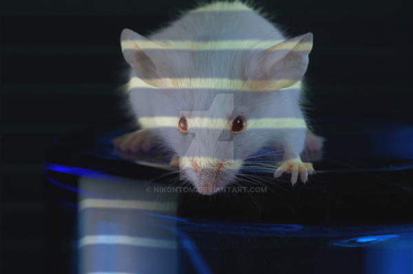 Lab Rat Deviantart Lab Rat by nikontom on DeviantArt