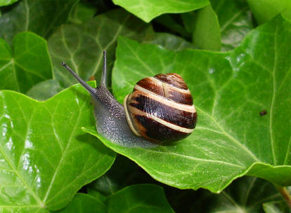 snail 1