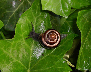 snail 3