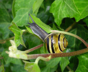 snail 6