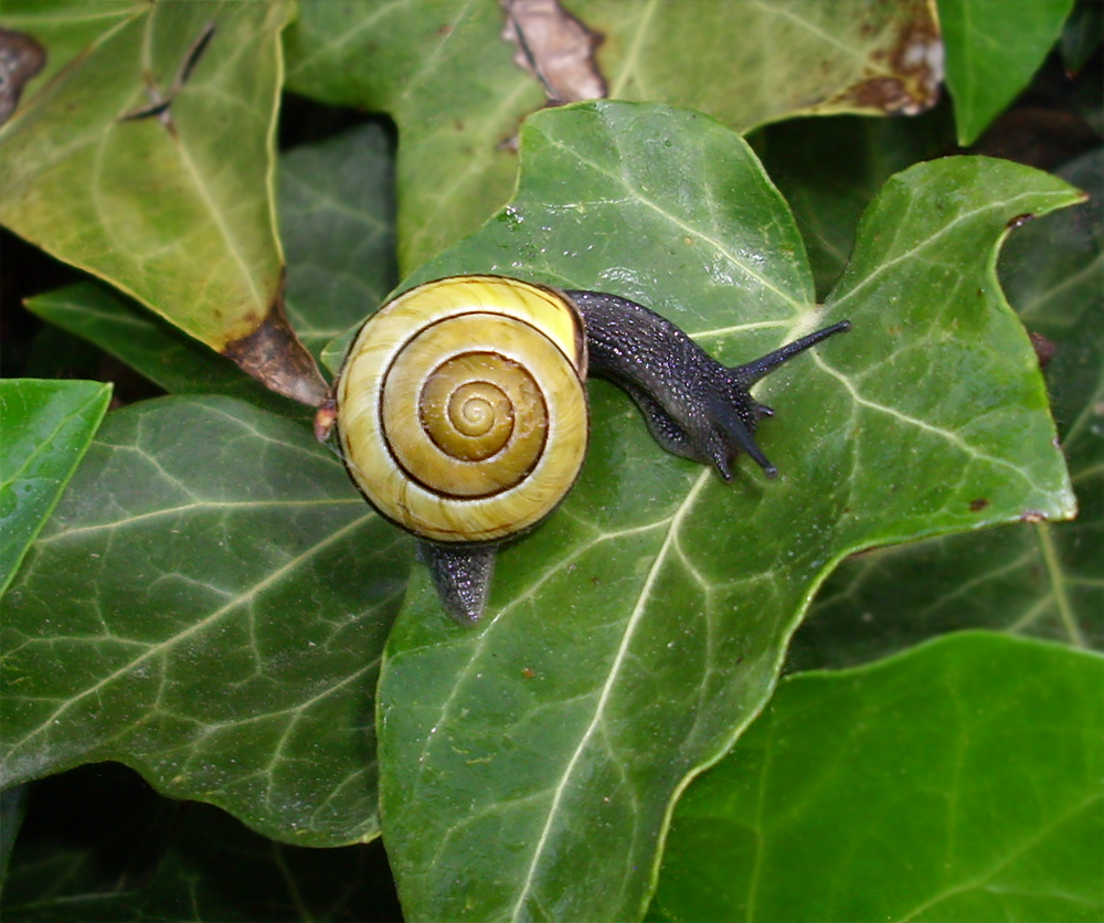 snail 11