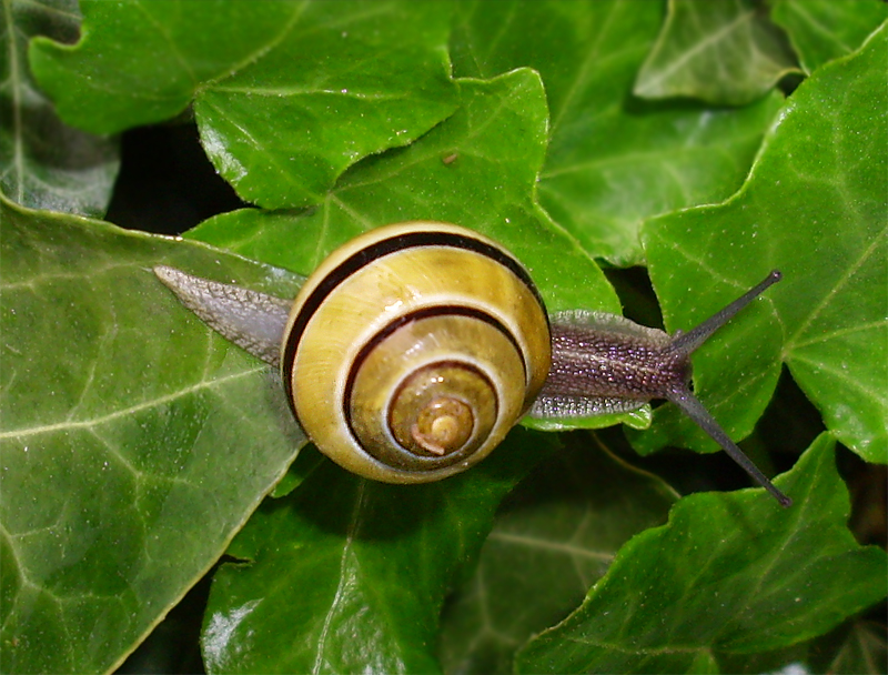 snail 17