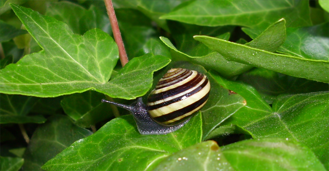 snail 19