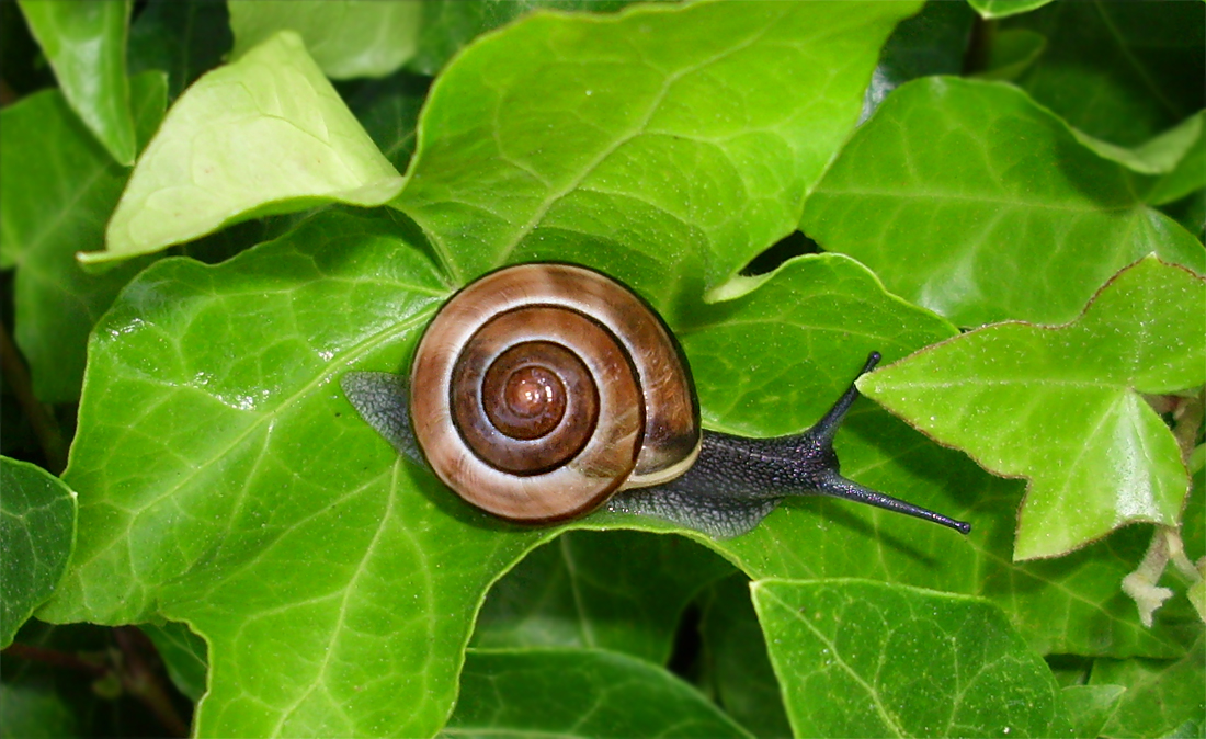 snail 22