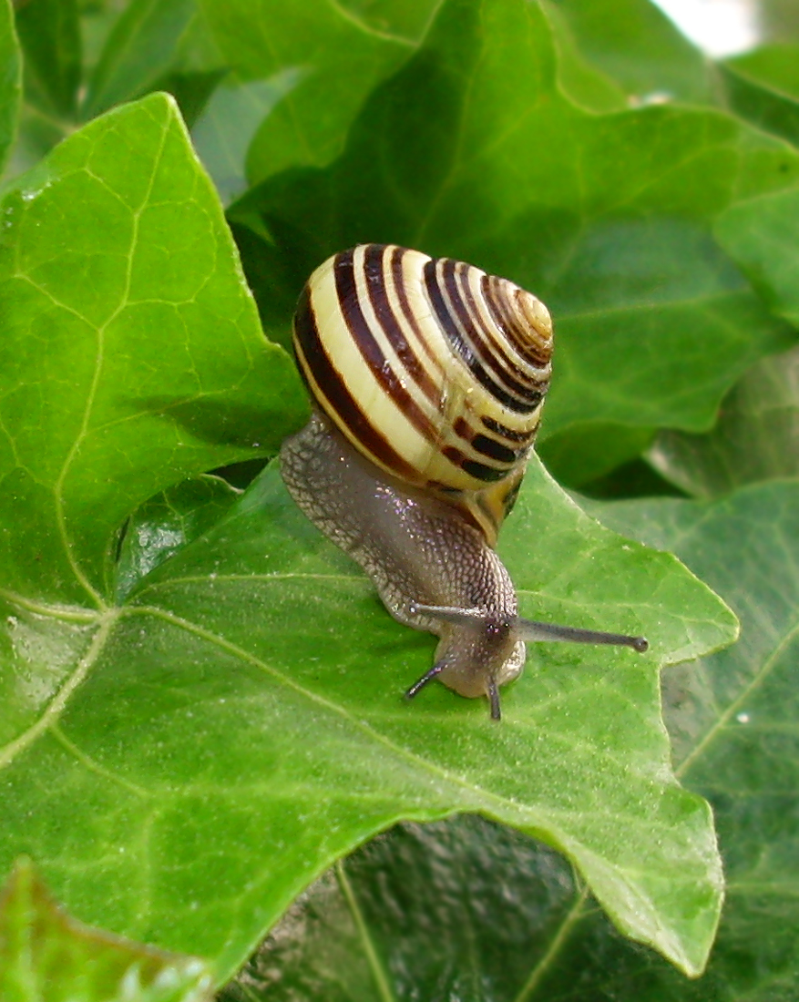 snail 26